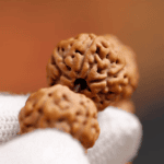 Rudraksha, Cinnabar & Dzi Bead Bracelet