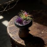 Amethyst & Air Plant Energy Bowl