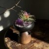 Amethyst & Air Plant Energy Bowl