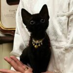 Lucky Red Gold Auspicious Pet Collar