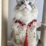 Red Lace New Year Pet Collar
