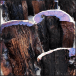 Thunderstruck Peach Wood Pixiu Bagua Lucky Pendant