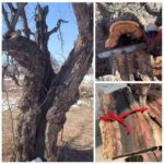 Thunderstruck Jujube Wood Pixiu Lucky Pendant